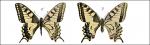 Papilio machaon Linnaeus, 1758