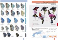 Butterflies and Burnets of the Alps and their larvae, pupae and cocoons