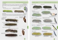 Butterflies and Burnets of the Alps and their larvae, pupae and cocoons