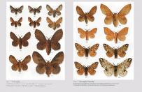 Motyle nocne Polski. Macrolepidoptera część I