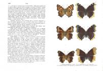  Motýli a housenky střední Evropy