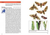 Motýli a housenky střední Evropy