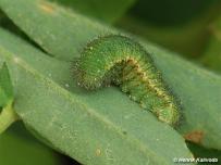 zimujúca larva 3. instaru (Záhorie)