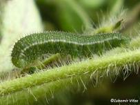 larva 2. instar (Biele Karpaty)