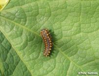 larva 3.instaru (Považie)