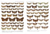 Magyarország nagylepkéi / The Macrolepidoptera of Hungary
