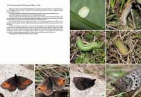  Motyle dzienne Polski, Atlas bionomii