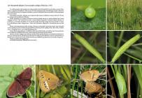  Motyle dzienne Polski, Atlas bionomii